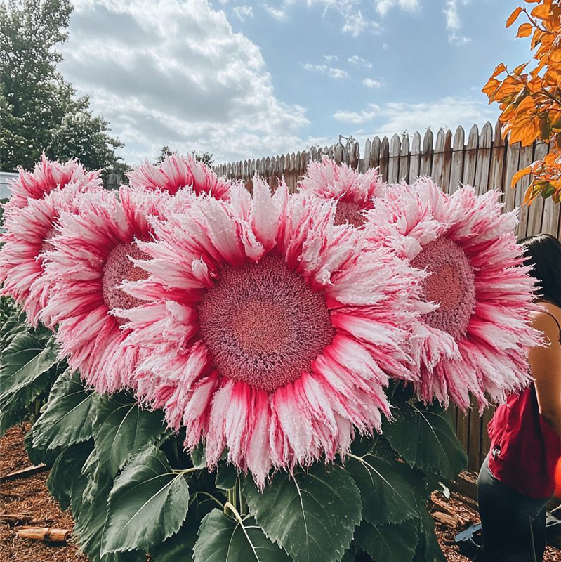 Sunflower Collection – Giant Teddy Bear & Classic Varieties for Your Garden