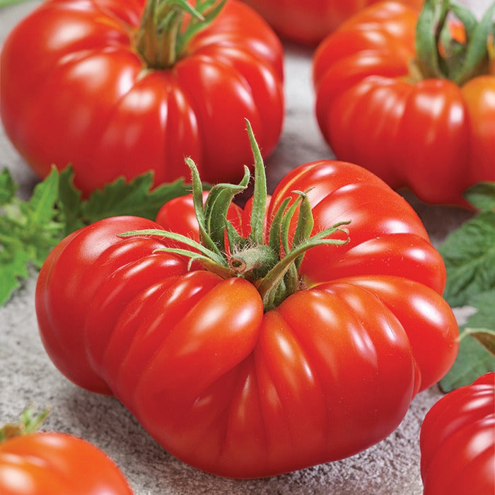 Beefsteak Tomato Grow Pack – 300 Heirloom Tomatoes for Your Garden