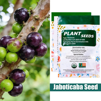 Jaboticaba Exotic Fruit Plant Starter for Home Garden