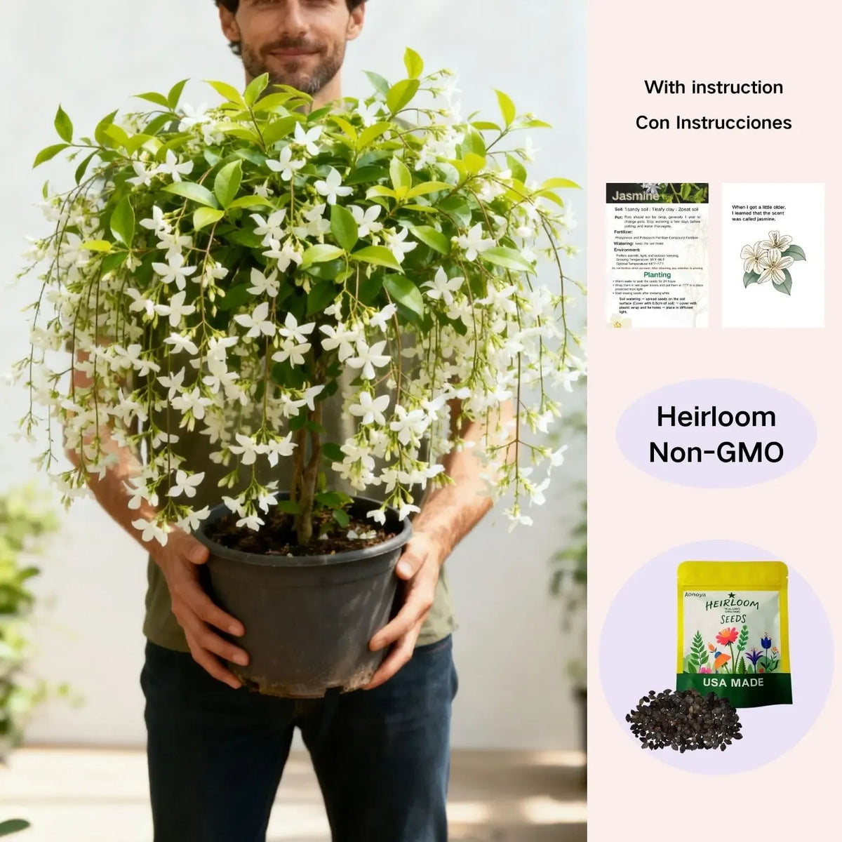 Trailing Jasmine Fragrant Climbing Flower – Evergreen Garden & Balcony Plant