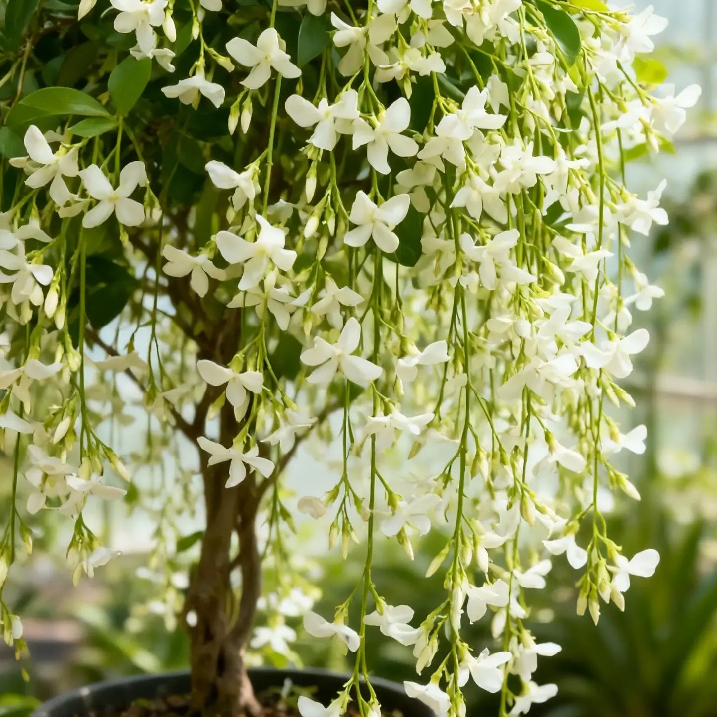 Trailing Jasmine Fragrant Climbing Flower – Evergreen Garden & Balcony Plant