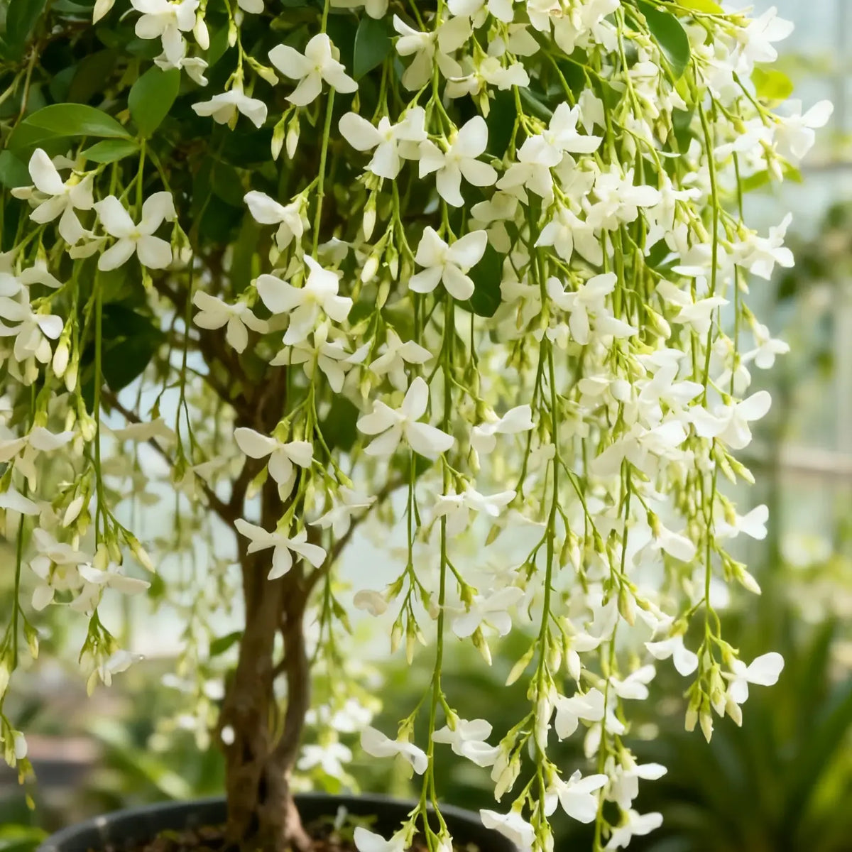 Trailing Jasmine Fragrant Climbing Flower – Evergreen Garden & Balcony Plant