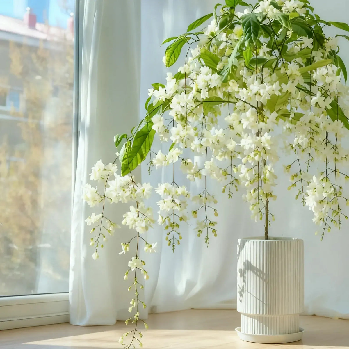 Trailing Jasmine Fragrant Climbing Flower – Evergreen Garden & Balcony Plant