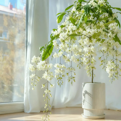 Trailing Jasmine Fragrant Climbing Flower – Evergreen Garden & Balcony Plant