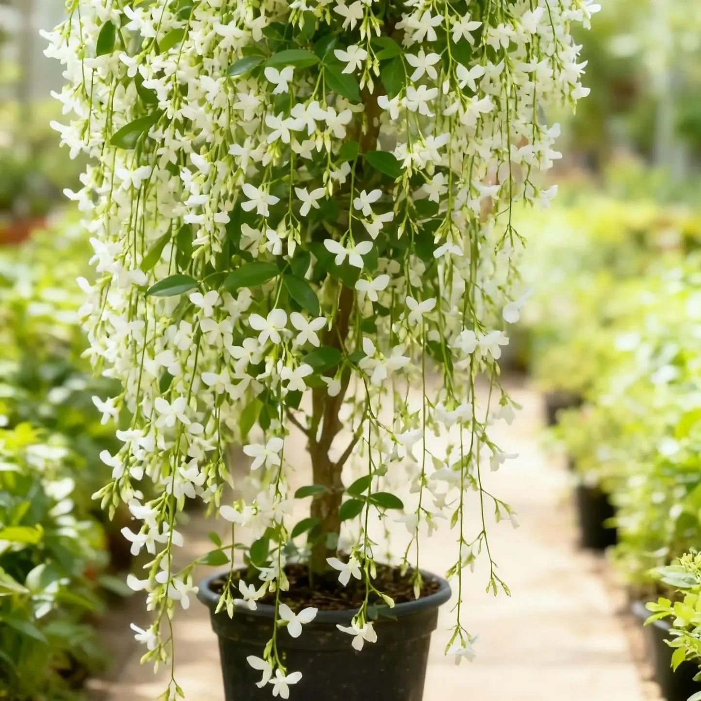 Trailing Jasmine Fragrant Climbing Flower – Evergreen Garden & Balcony Plant