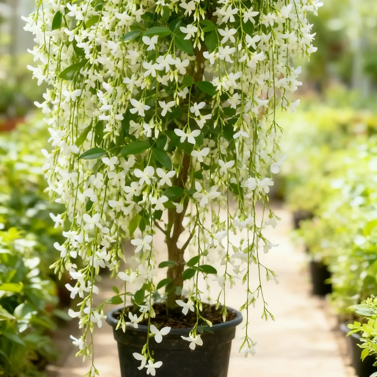 Trailing Jasmine Fragrant Climbing Flower – Evergreen Garden & Balcony Plant