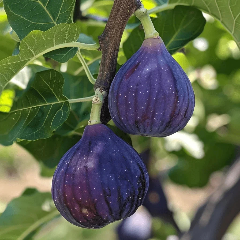 Sweet Honey Fig Home Garden Kit
