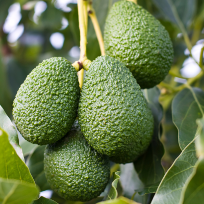 Creamy Avocado Tree Growing Kit