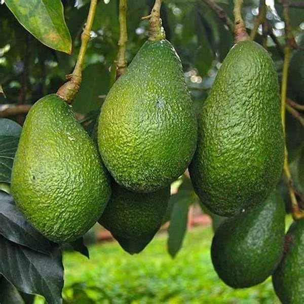 Creamy Avocado Tree Growing Kit